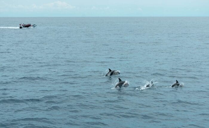 dolphins