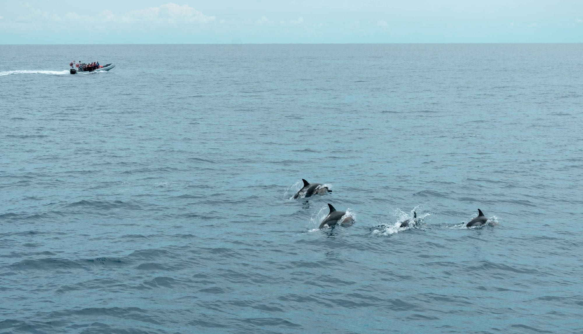 dolphins